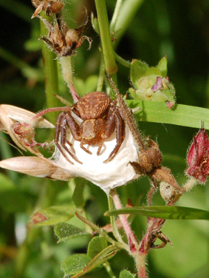 Thomisidae